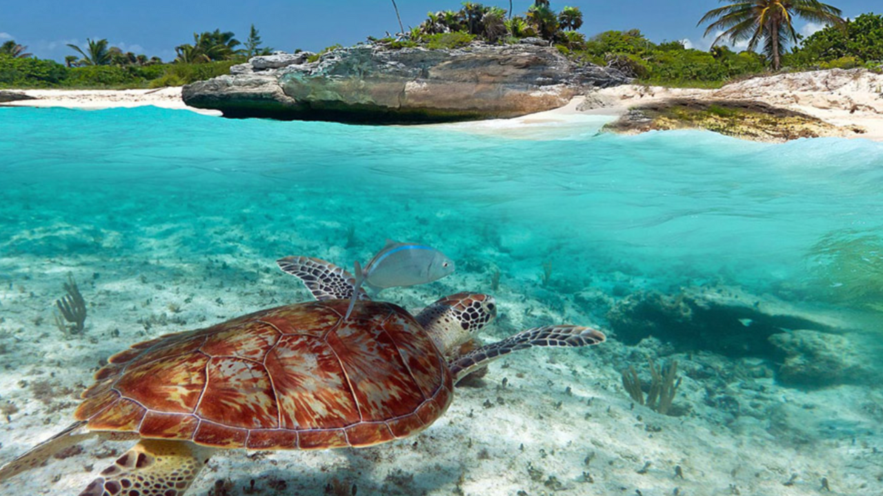 Akumal es famosa por sus increíbles paisajes y por ser hogar de tortugas marinas.