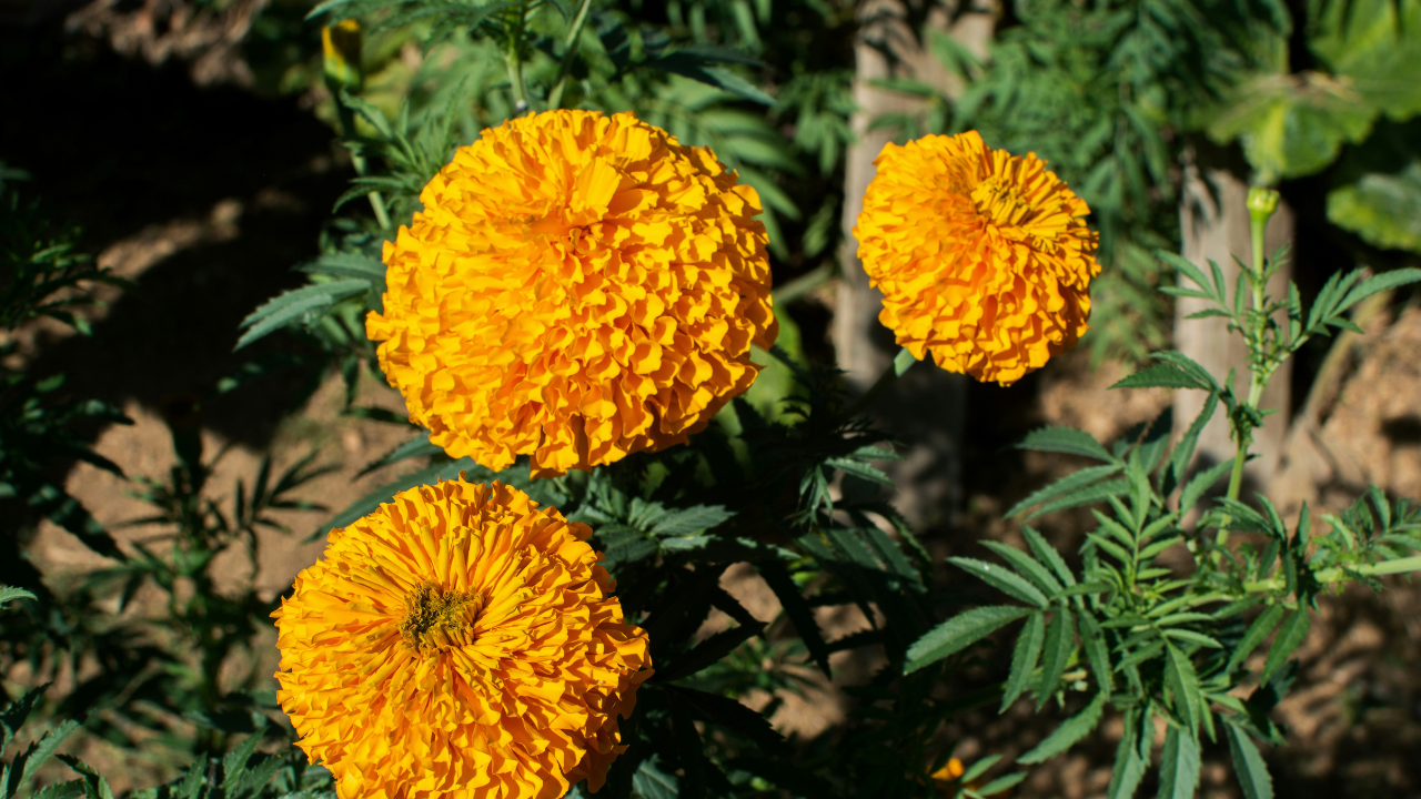 Las flores de cempasúchil son un componente esencial del Día de Muertos, representando la vida, la muerte y la conexión con nuestros seres queridos.