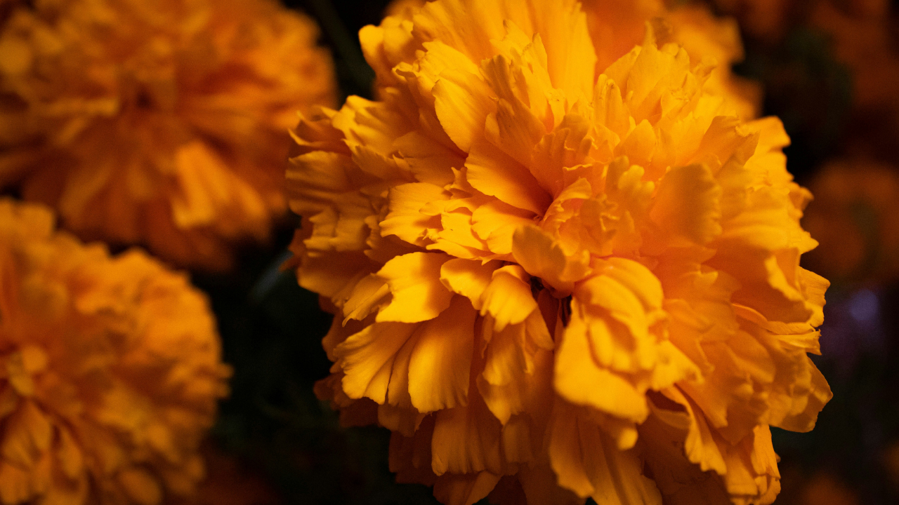 Las flores de cempasúchil son un elemento esencial en las ofrendas.