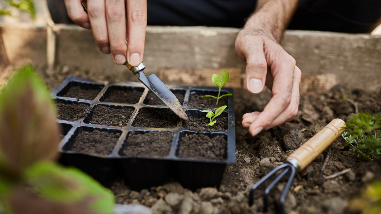 Es por ello, que la agricultura urbana es una práctica que se está volviendo cada vez más popular en todo el mundo.